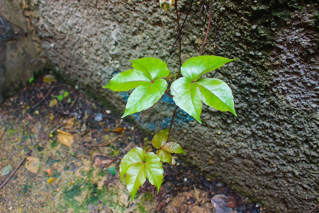 爬山虎小嫩叶高清壁纸素材