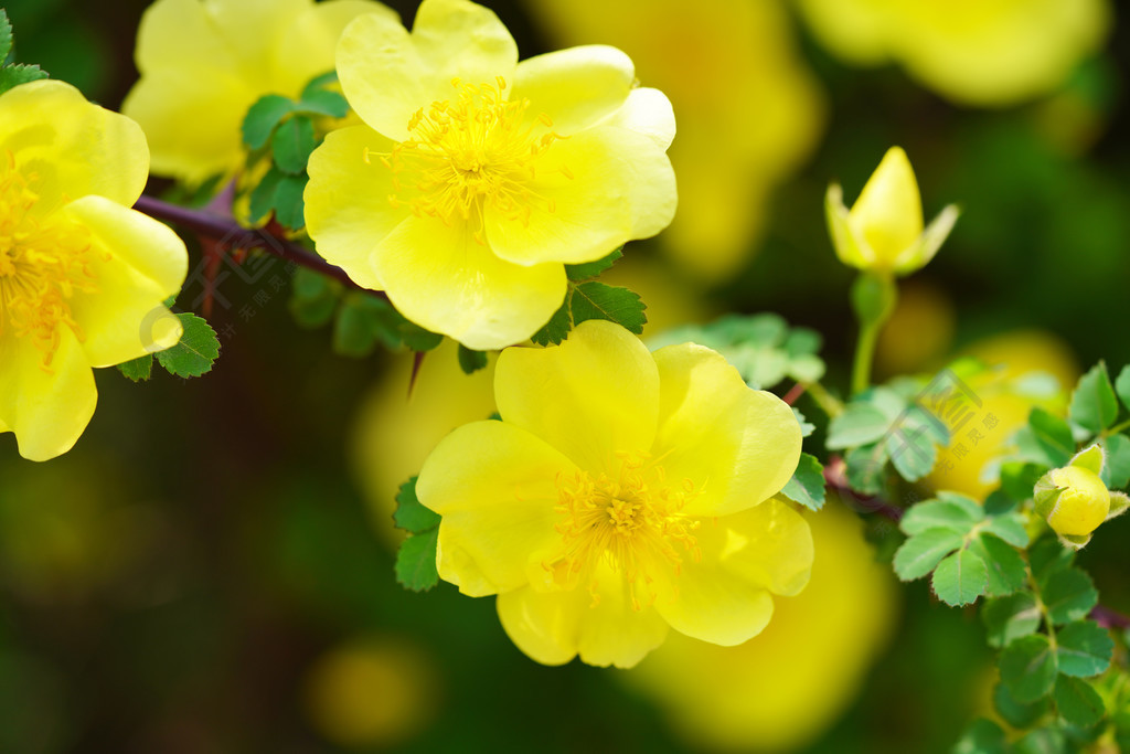 春天植物黃花花開攝影圖