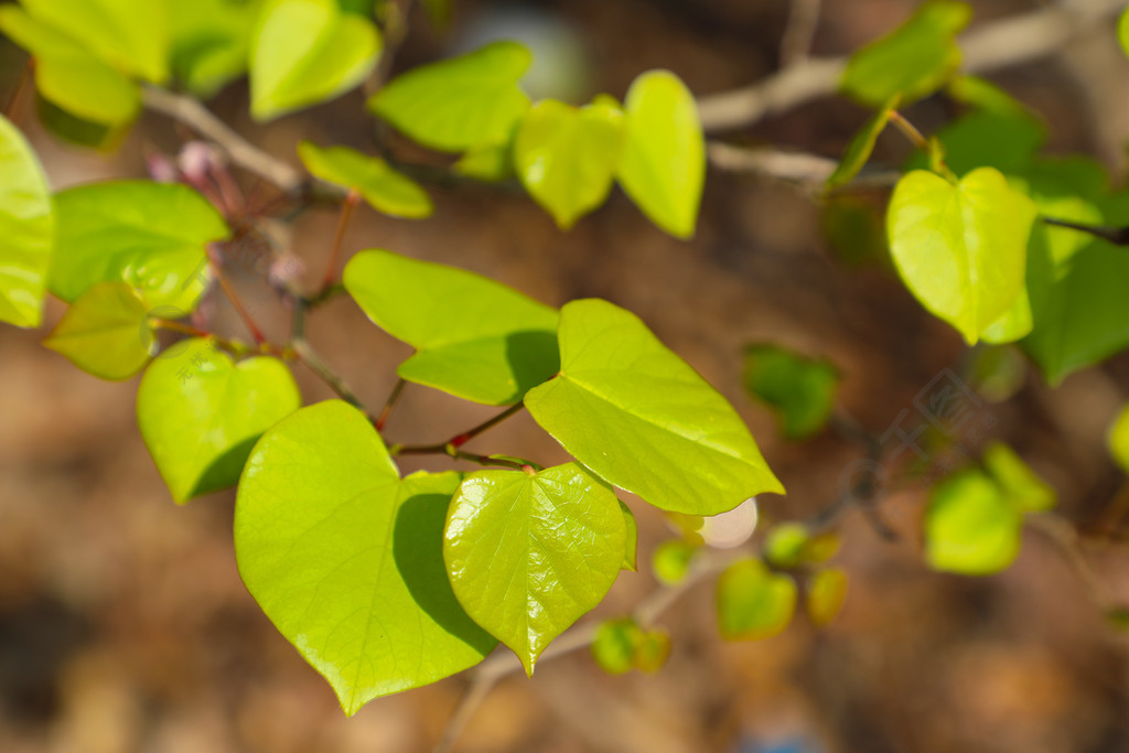 城市公園裡的植物心形葉片