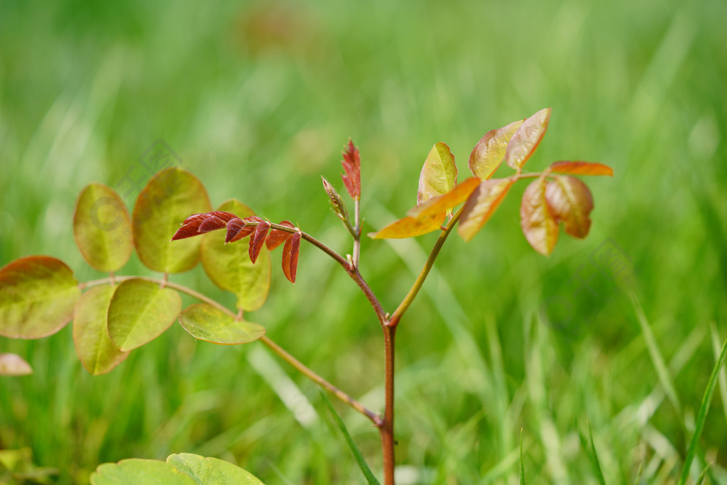 春天發芽樹枝攝影圖