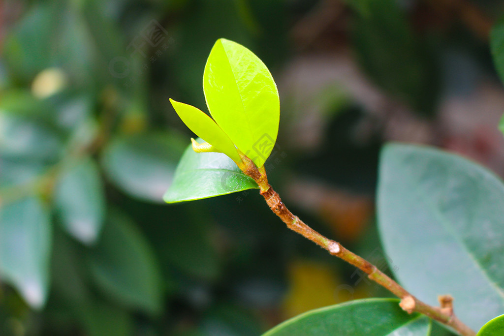 嫩黃色新生長小葉子植物特寫素材