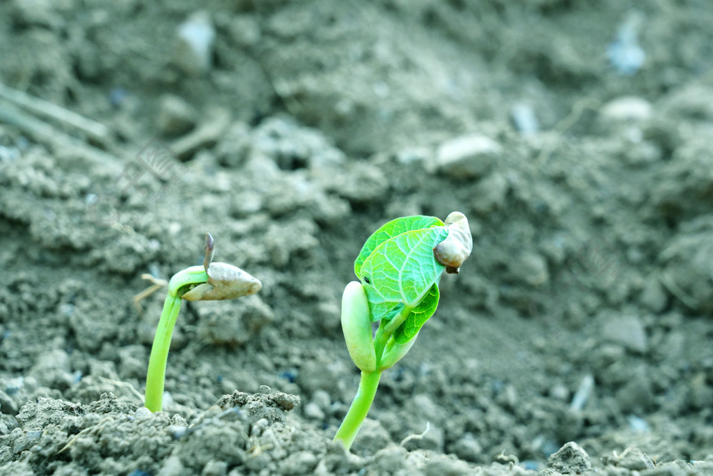 發芽破土而出攝影圖動物植物免費下載_jpg格式_5168像素_編號36061075