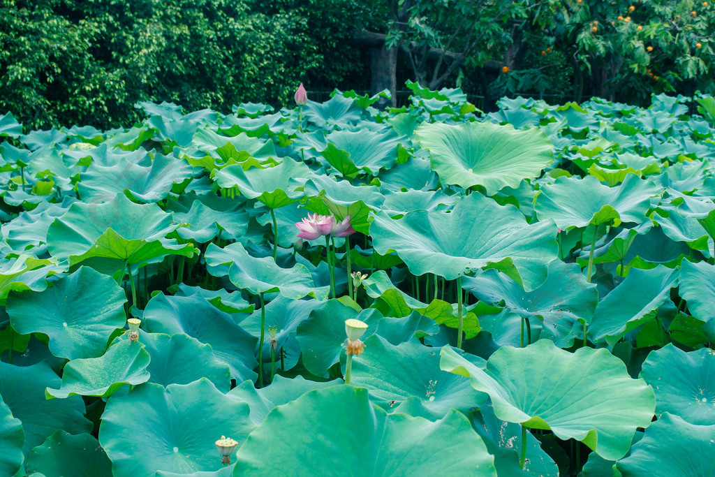 夏季公園池塘荷花池荷葉蓮蓬攝影素材