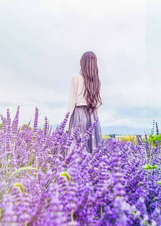 薰衣草花田里的女生背影