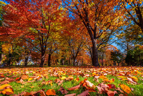 色彩丰富的秋季树林