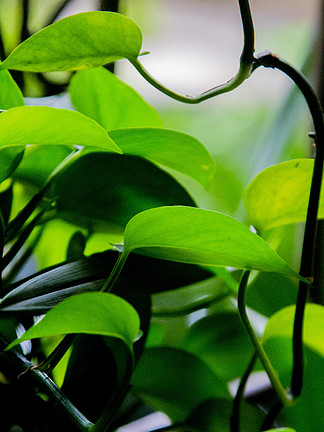植物摄影层层叠叠的绿叶