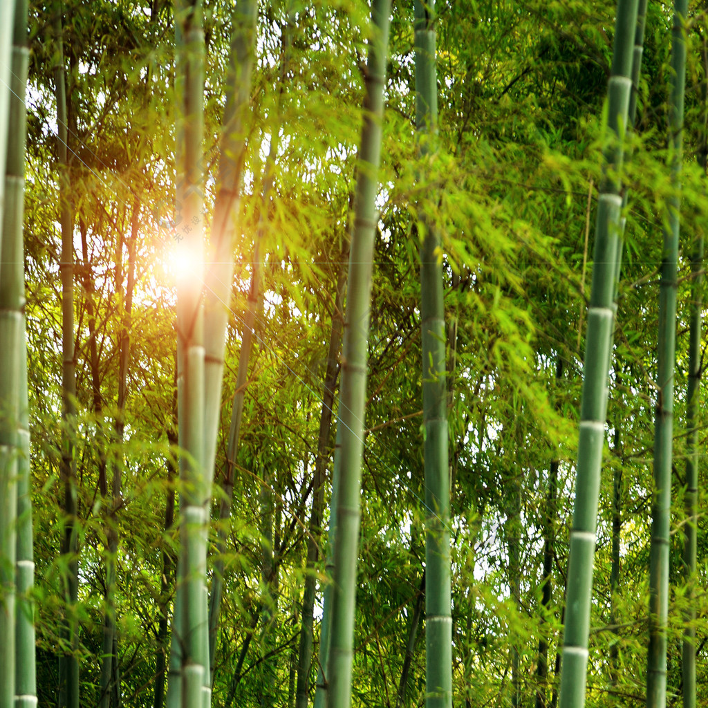 竹子风景图片 日出图片