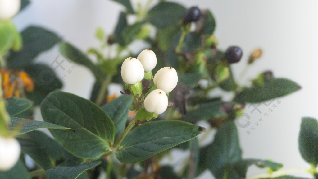 植物鲜花白色火龙珠