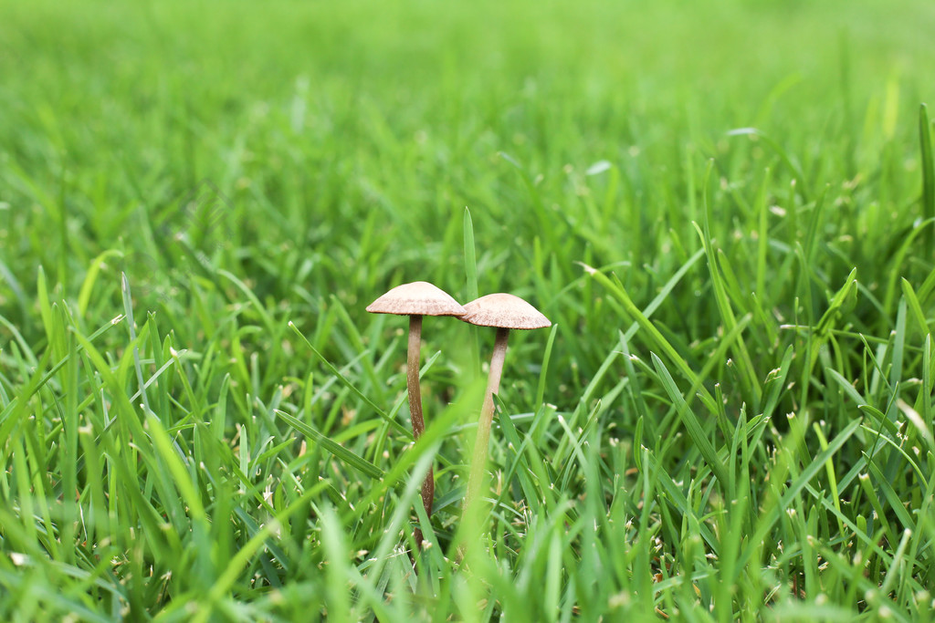 護眼綠色壁紙雨後草坪