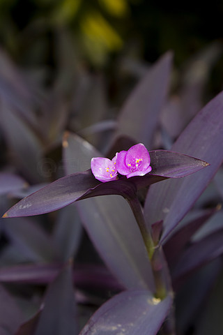 紫竹花素材图片