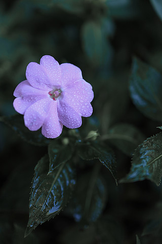 白露氣節野花花瓣露水露珠特寫