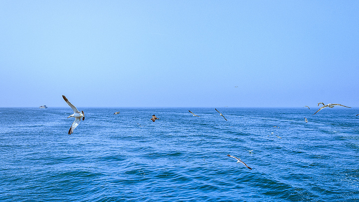 【高山大海海鸥】图片免费下载