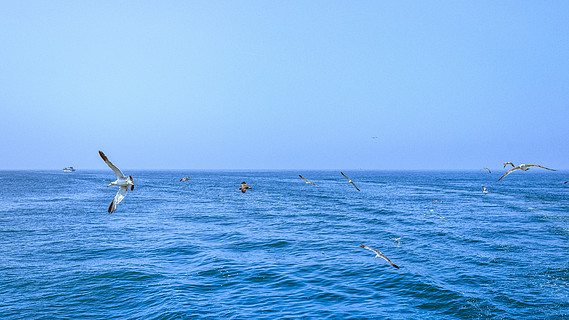 大海海平线海鸥飞翔