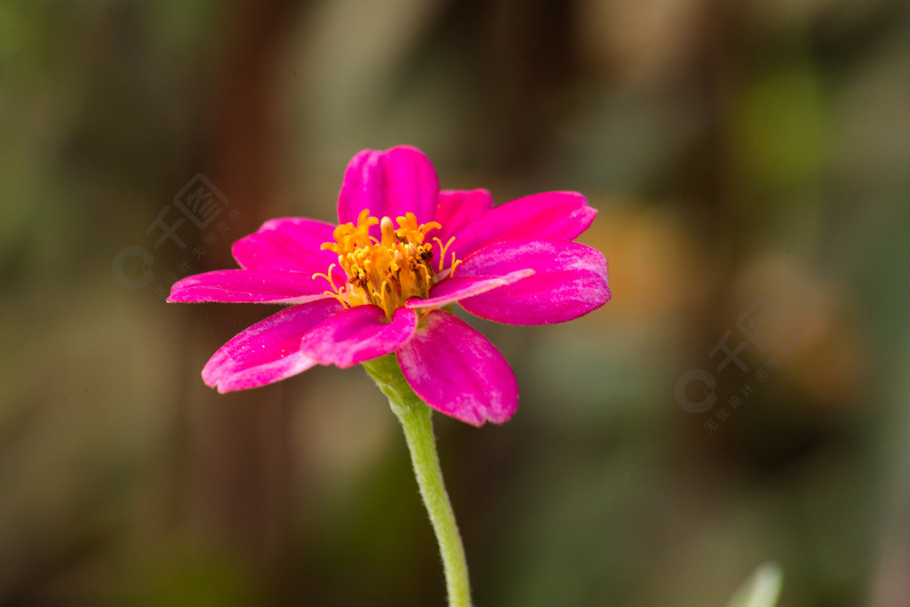 盛開的小紅花高清特寫照片