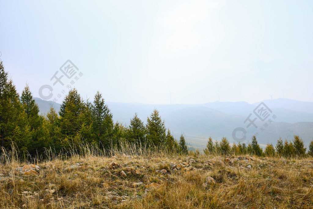 草原北方山坡森林草地自然风景