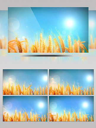晴天麦穗阳光辉光风吹麦浪动画背景麦子动效