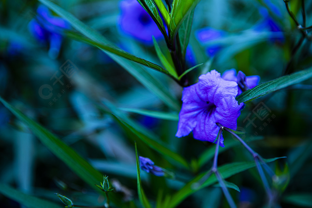 風景攝影紫色花朵