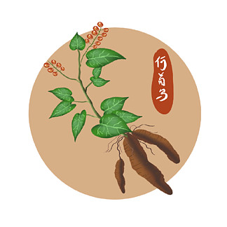 中药草本植物手绘合集2851582151原创卡通手绘植物logo何首乌1