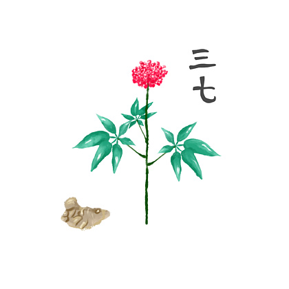 三七简笔画手绘图片