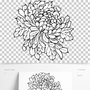 菊花纹样设计图片