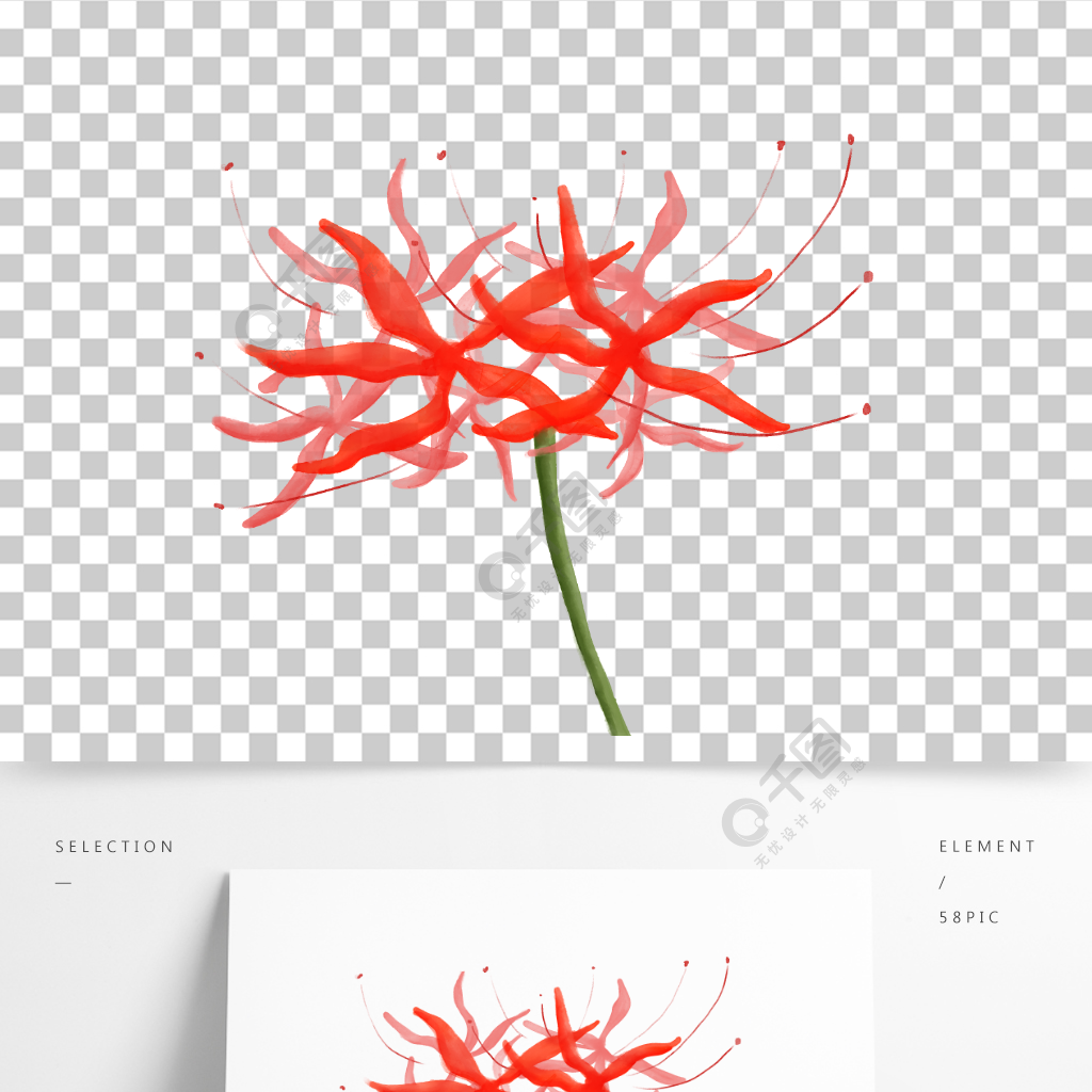 簡約手繪水彩彼岸花素材