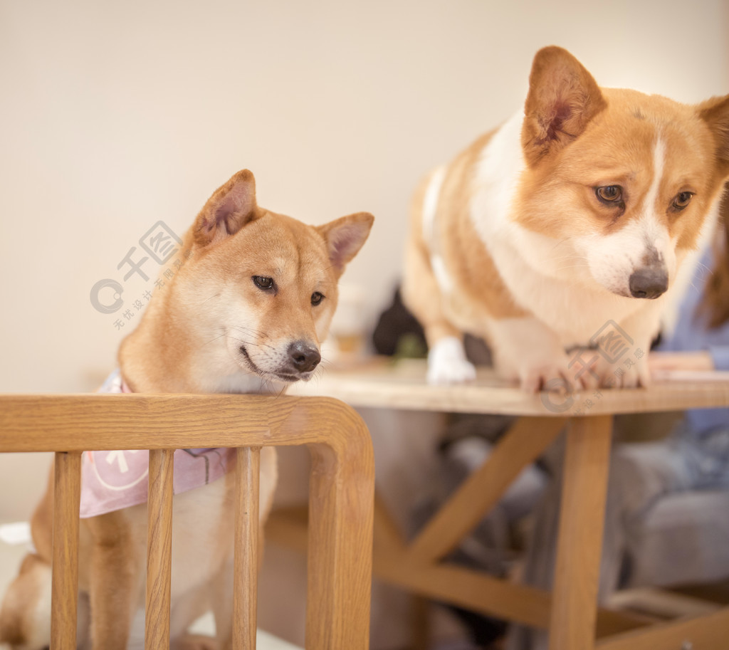 柴犬柯基室内摄影