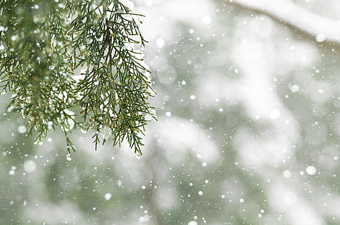 下雪天柏樹枝實拍