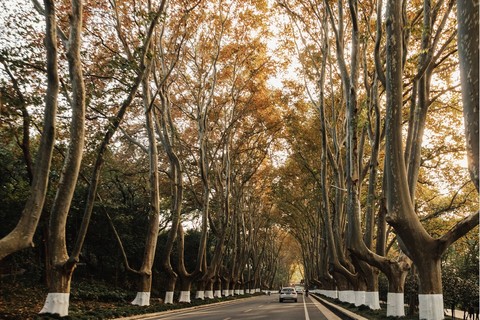 南京中山陵梧桐樹大道1781自然風景秋天金色銀杏葉片藍天872秋天戶外