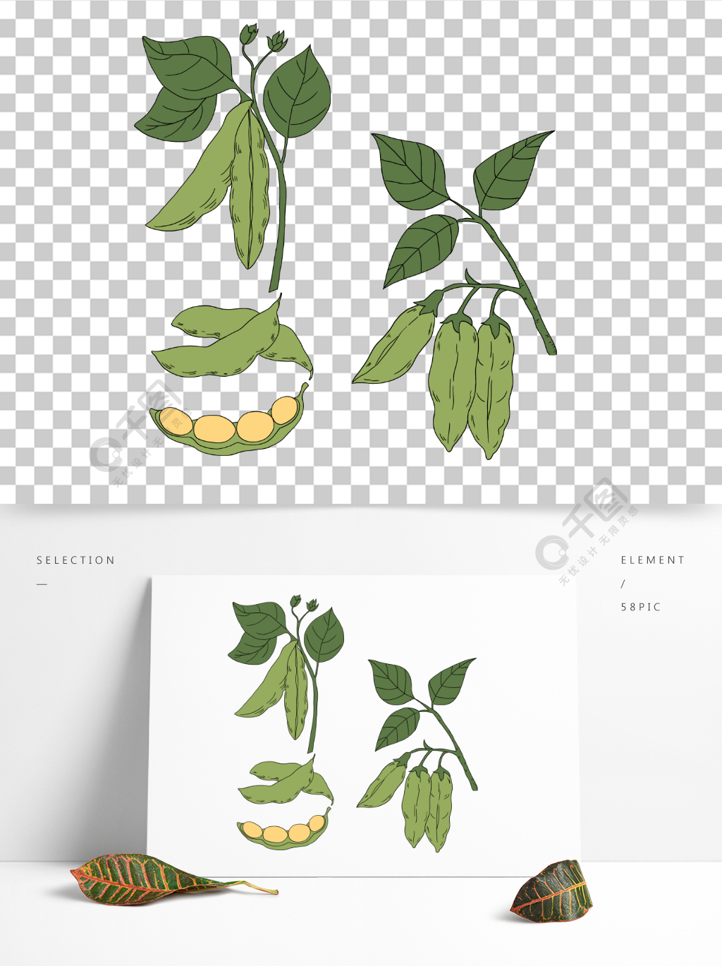 大豆手绘豌豆卡通png植物素材