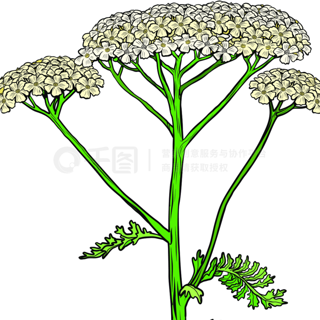 arrowݻҩֲAchillea millefoliumʸƱ廭ͼarrowݻҩֲǧ