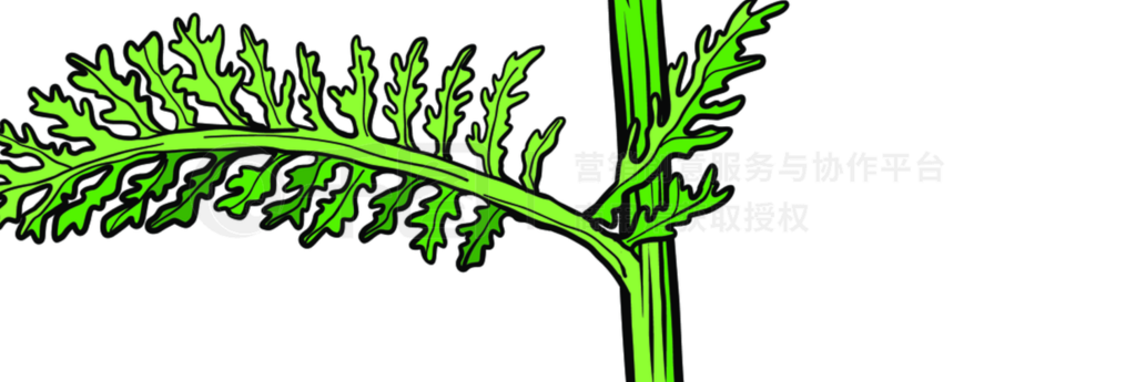 arrowݻҩֲAchillea millefoliumʸƱ廭ͼarrowݻҩֲǧ