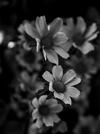 相间的可爱害羞女人走在田野里,拿着小花001无缝复古黑白小花图案背景