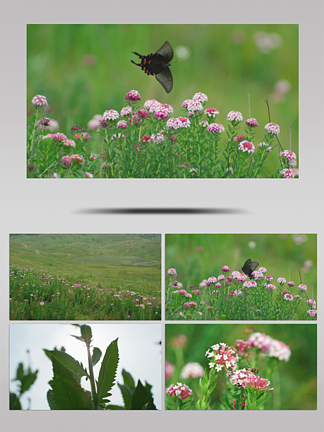 4K自然植物<i>花</i>朵蜜蜂蝴蝶慢动作唯美空镜