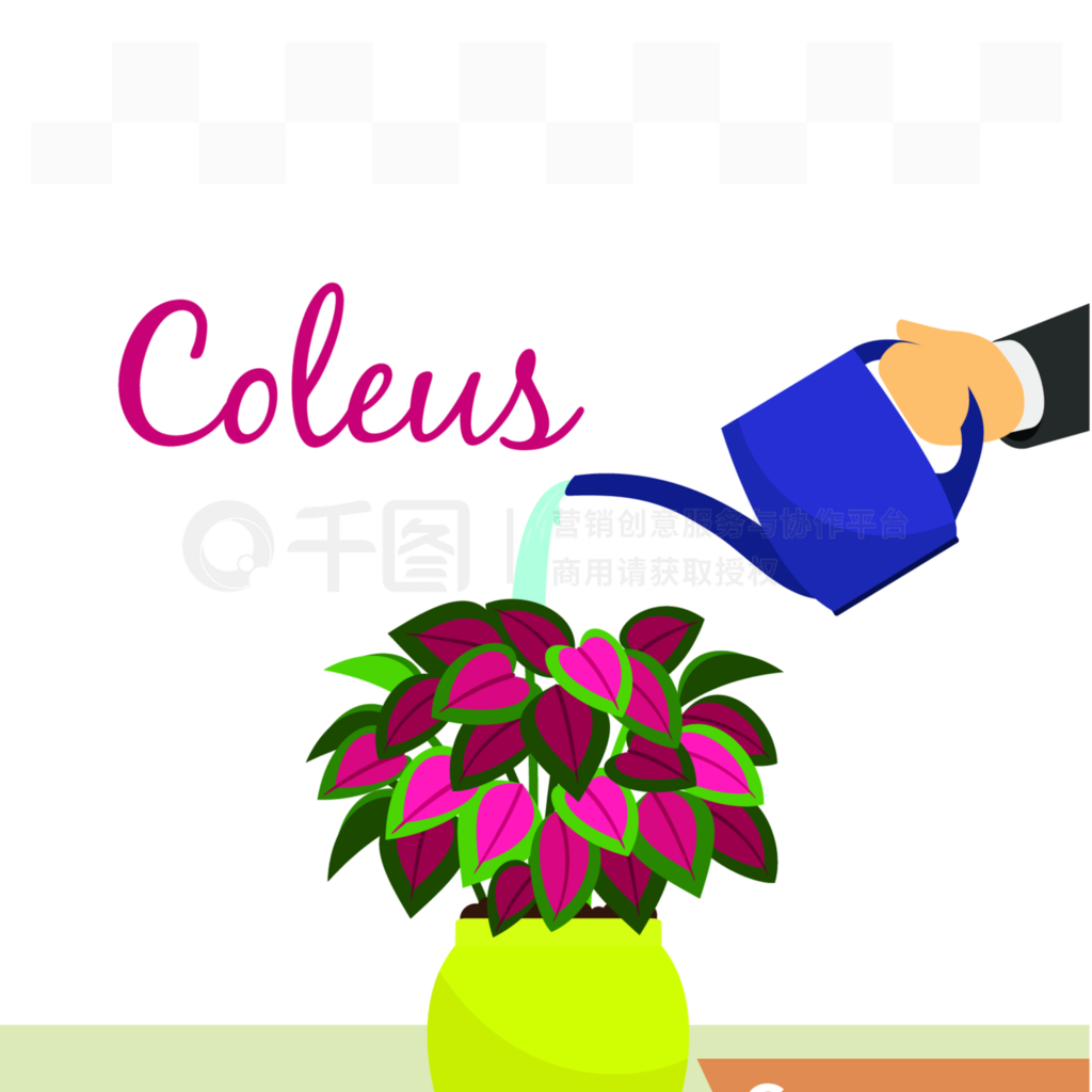 һﵹˮдColeusдColeus