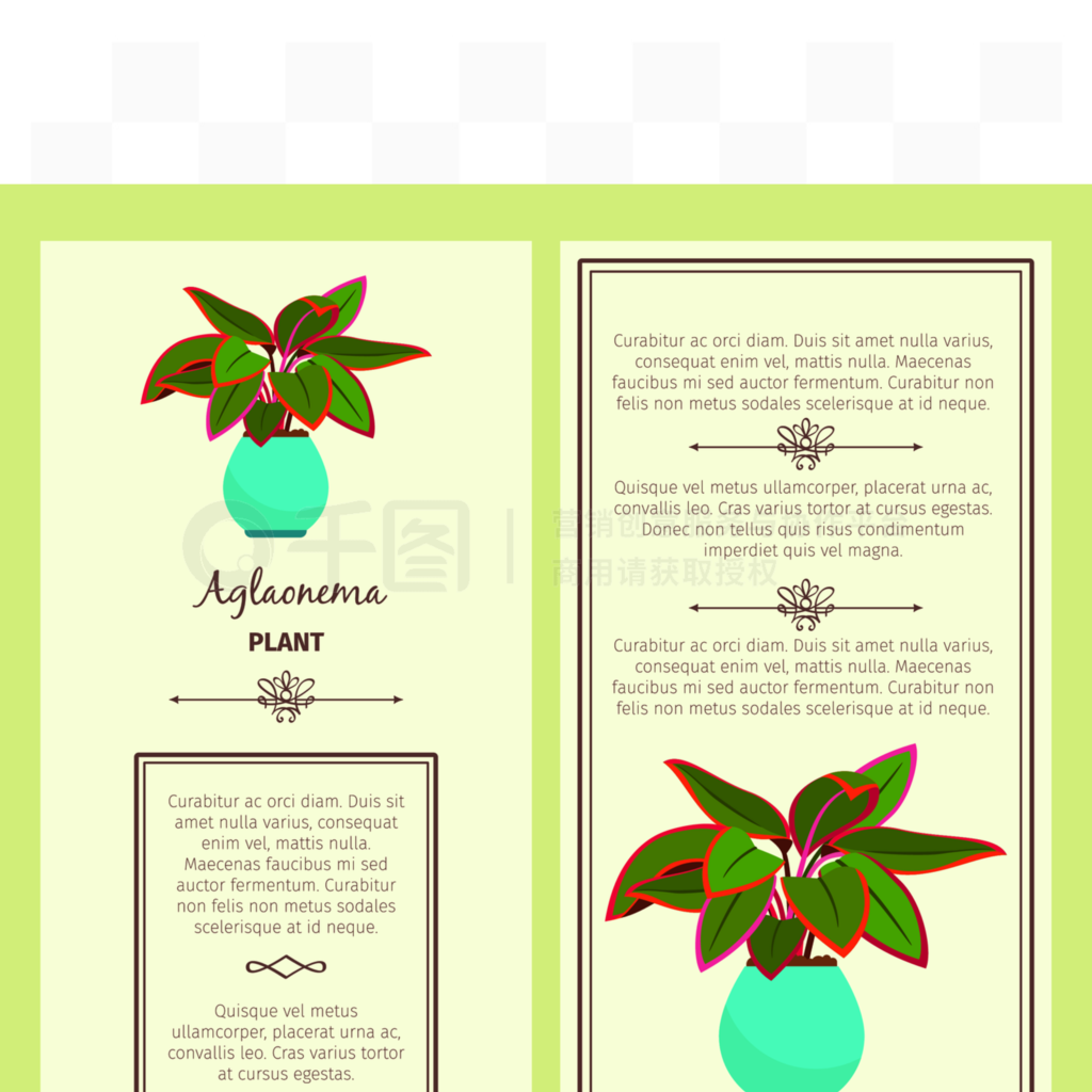 aglaonemaװֲοܵĺؿ֤?Aglaonemaֲؿ