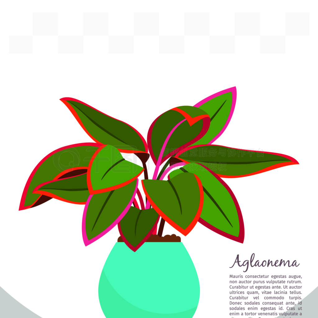 ޺ģģȾý֤AglaonemaֲAglaonemaֲڹ