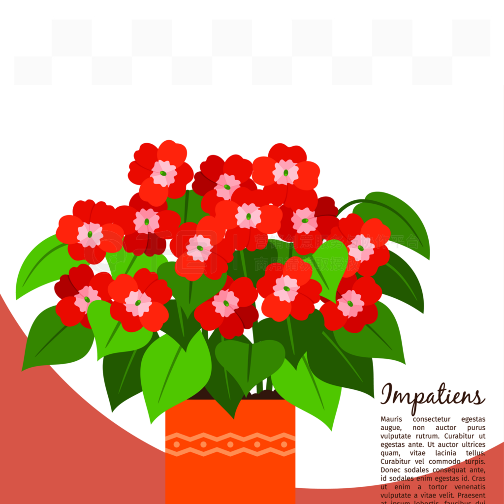 ޺ģģȾýImpatiensֲ֤ɻֲڹ