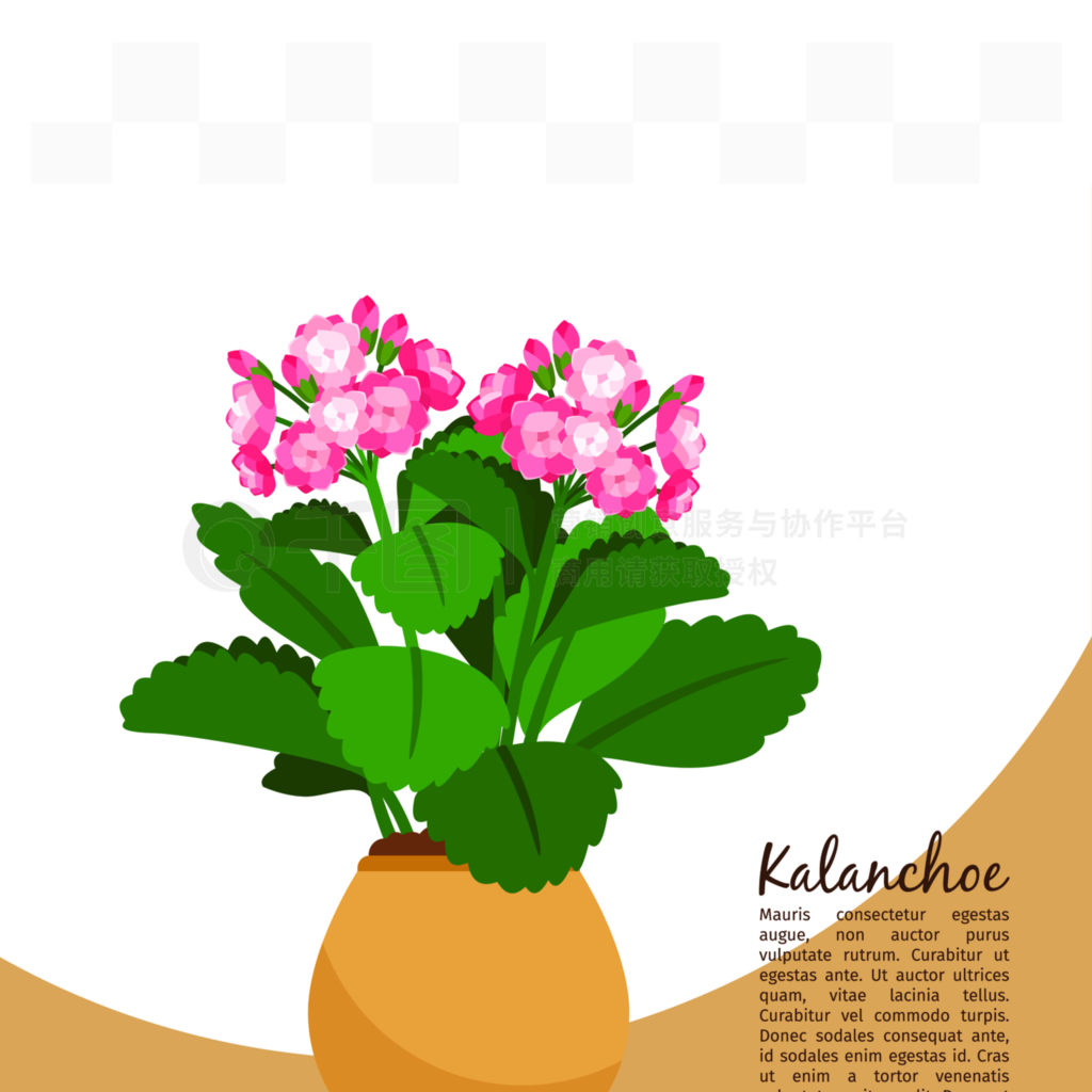 ޺ģģȾý֤Kalanchoeֲĳֲ