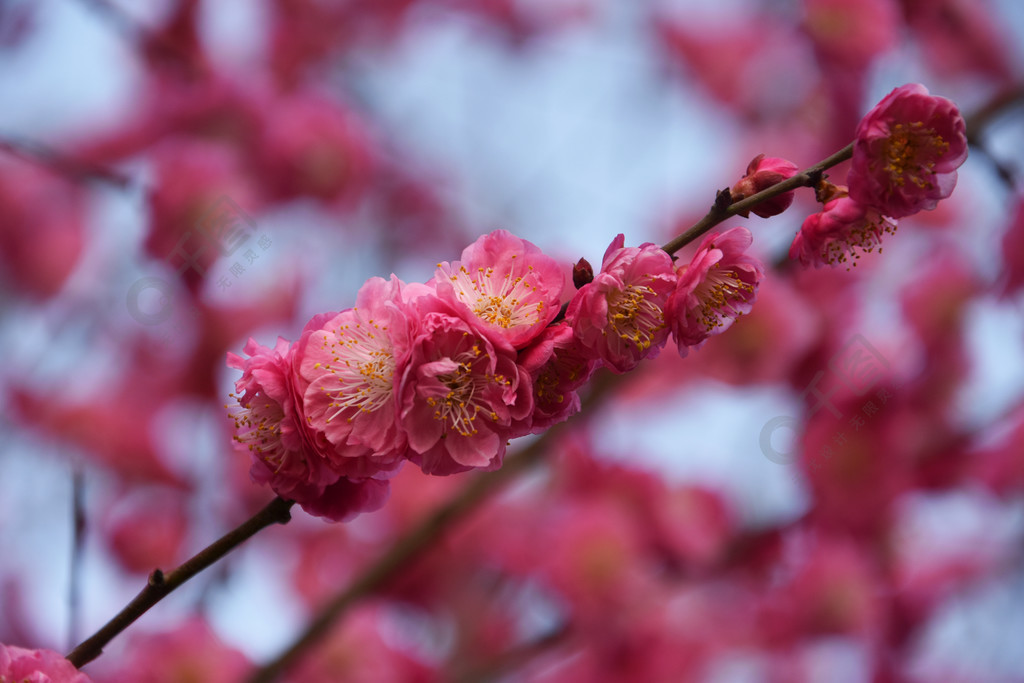 梅花春天立春春分风景高清花朵壁纸樱花