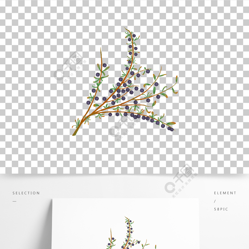 原创手绘黑枸杞插画