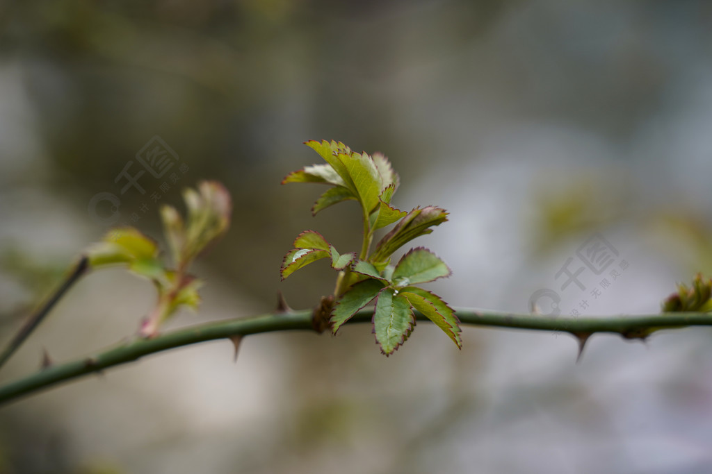 春天春季植物樹葉發芽嫩綠背景圖片