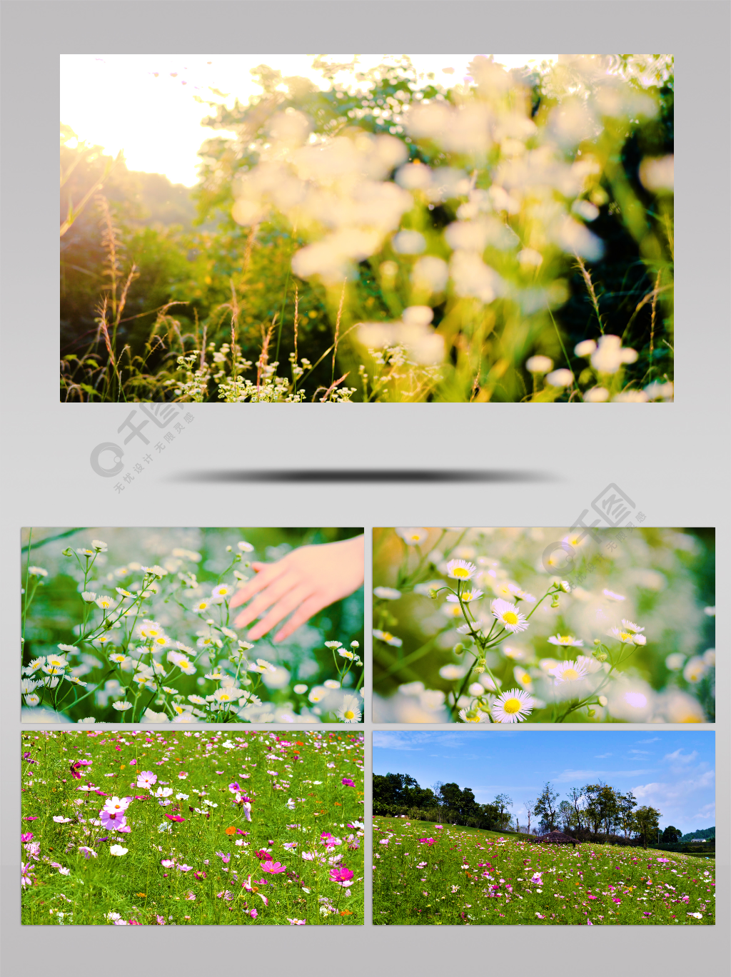 花,花海,阳光小清新