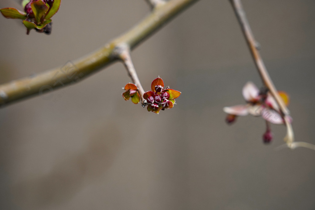 春天樹枝植物綠葉發芽小清新背景圖片