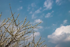 春季山桃花天空蓝白