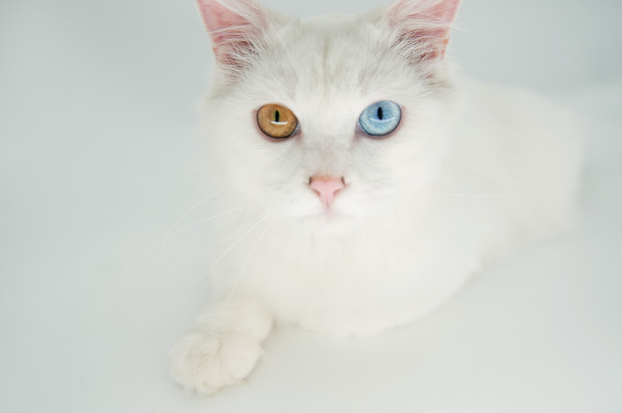白色的异瞳波斯猫