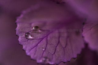 植物自然风景花朵城市公园水滴露珠雨水