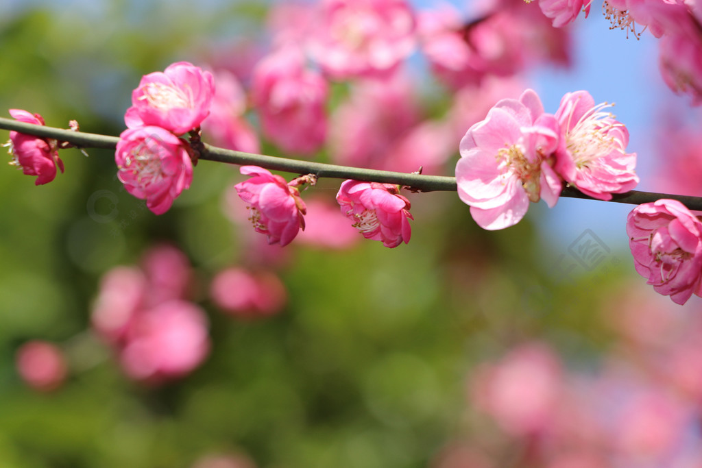 春天裡的風景梅花