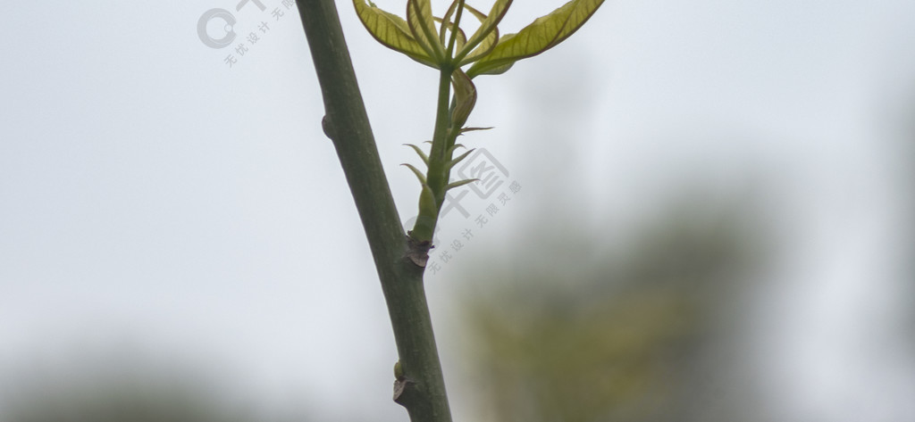 春天樹枝上發芽的樹芽