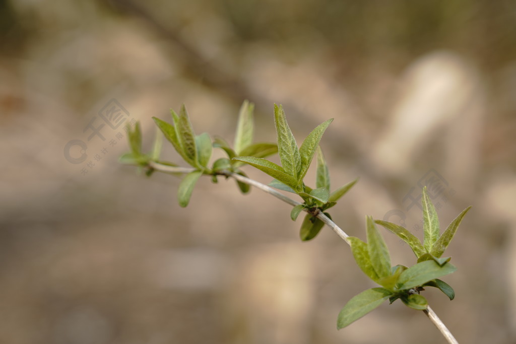 春天春季绿色树叶发芽树枝植物图片