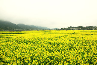  i>貴 /i> i>州 /i> i>貴 /i>定金海雪山一望無際油菜花田金色花海